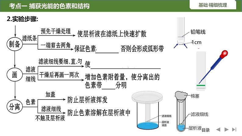 2024届高三复习生物：第9讲光合作用的原理课件05