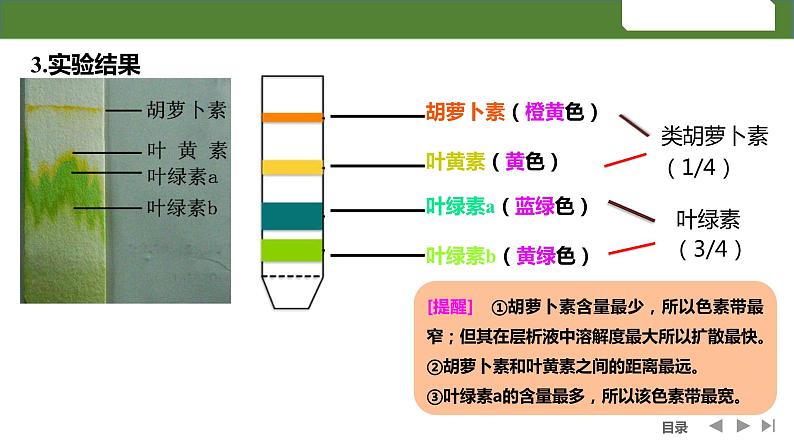 2024届高三复习生物：第9讲光合作用的原理课件06