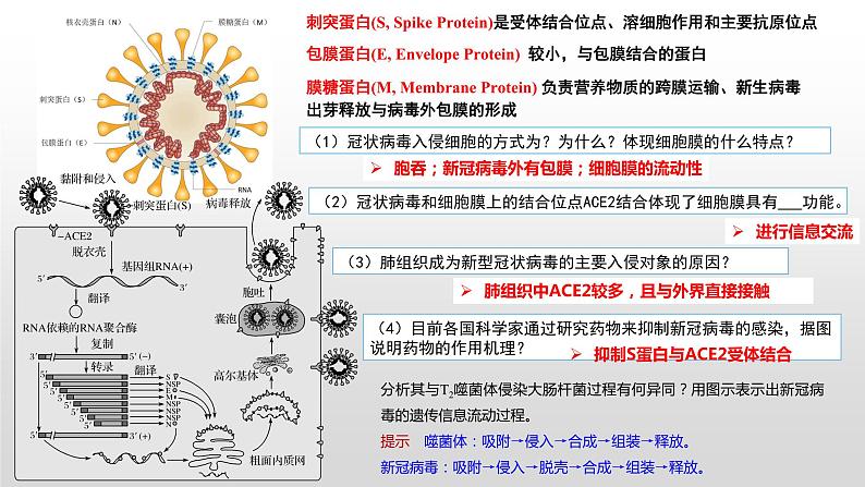 2023届高三生物复习课件01 病毒专题+组成细胞的分子第5页