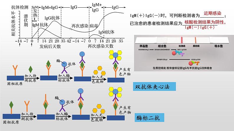 2023届高三生物复习课件01 病毒专题+组成细胞的分子第7页