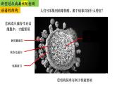 2023届高三生物复习课件高考热点-新冠病毒的检测专题复习