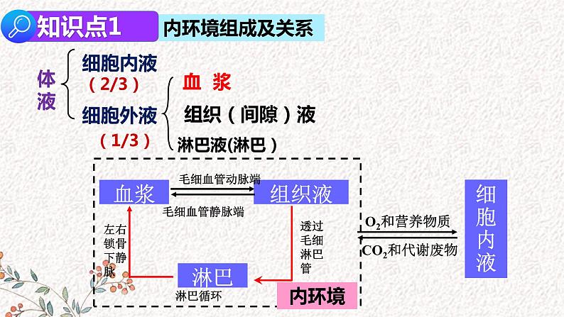 2022届高三生物二轮复习课件  专题十 内环境稳态及免疫调节第2页