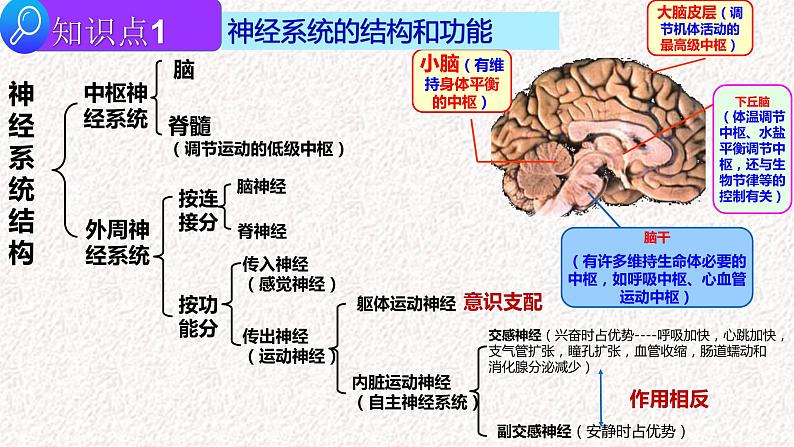 2022届高三生物二轮复习课件专题九 神经-体液调节第2页