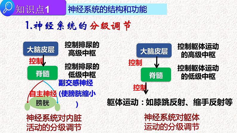 2022届高三生物二轮复习课件专题九 神经-体液调节第3页