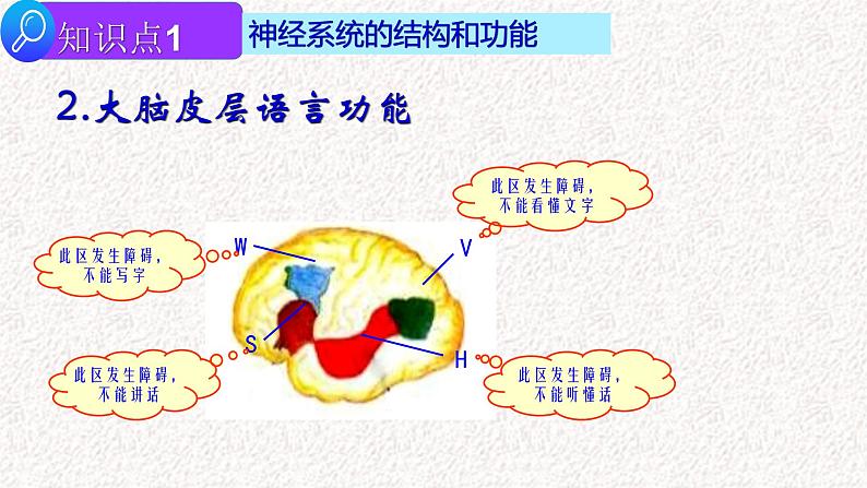 2022届高三生物二轮复习课件专题九 神经-体液调节第4页
