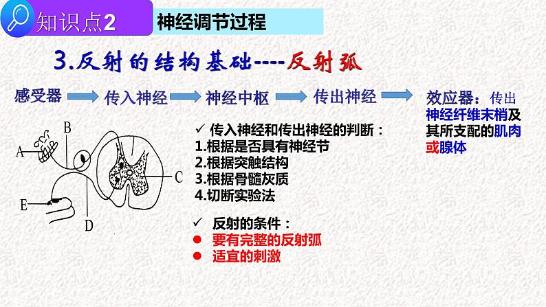 2022届高三生物二轮复习课件专题九 神经-体液调节第7页