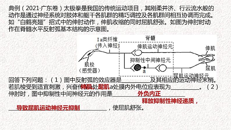 2022届高三生物二轮复习课件专题九 神经-体液调节第8页