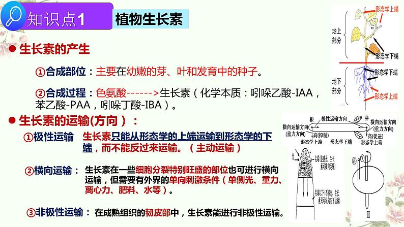 2022届高三生物二轮复习课件专题十  一   植物生命活动的调节第6页