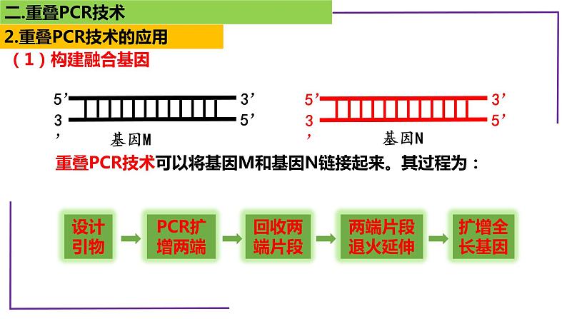 2023届高三二轮复习生物：PCR技术1-重叠PCR技术课件第6页