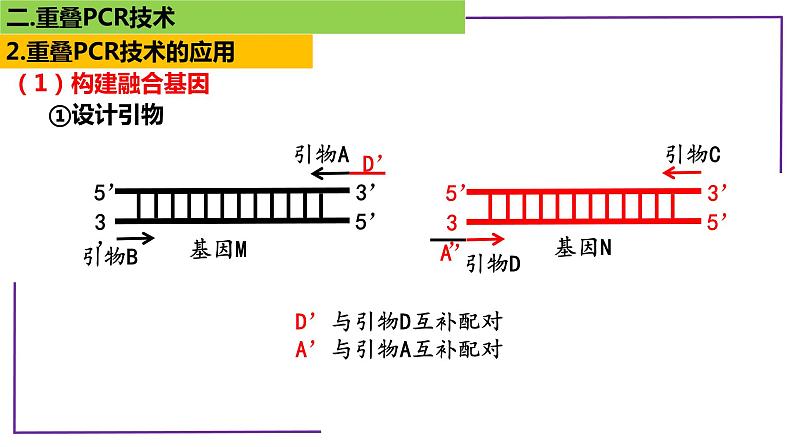 2023届高三二轮复习生物：PCR技术1-重叠PCR技术课件第7页