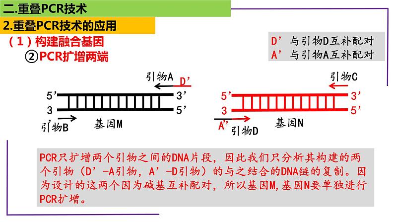 2023届高三二轮复习生物：PCR技术1-重叠PCR技术课件第8页