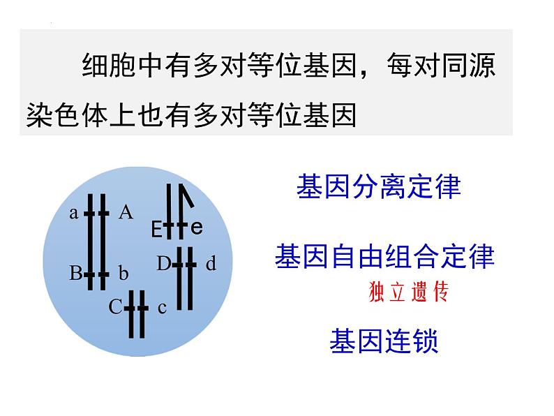 2023届高三二轮复习生物：遗传学原理及相关基础知识课件05