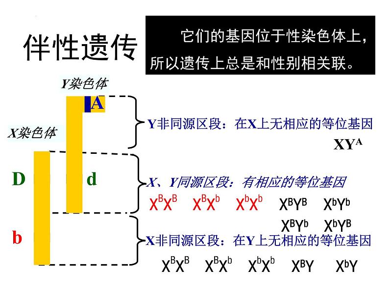 2023届高三二轮复习生物：遗传学原理及相关基础知识课件08