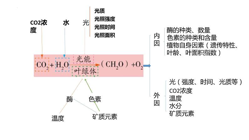 2023届高三二轮复习生物：影响光合作用的因素公开课 课件第4页