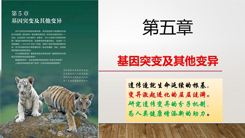 2023届高三生物复习课件第五章基因突变和其他变异——可遗传变异以及育种总结第1页