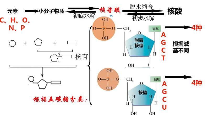 2023届高三生物复习课件核酸遗传信息的携带者04