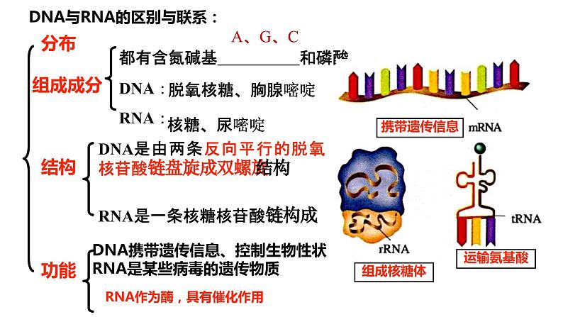 2023届高三生物复习课件核酸遗传信息的携带者06