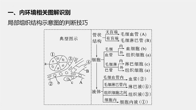 2023届高三生物轮复习课件微专题一　内环境的结构识别、跨膜分析及组织水肿原因02