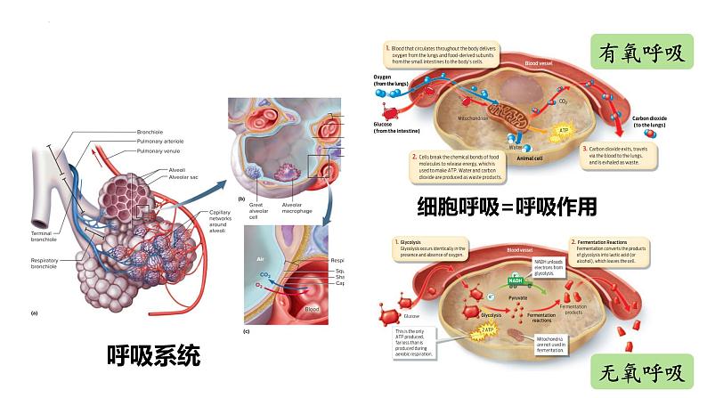 2023届高三生物复习课件细胞呼吸的原理和应用第4页