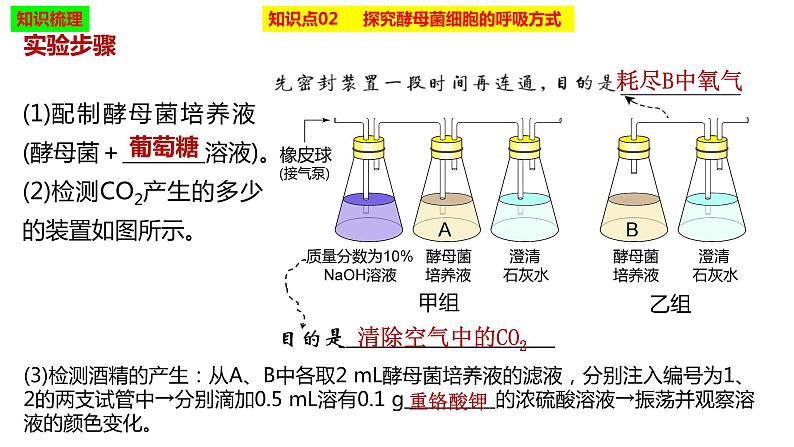 2023届高三生物复习课件细胞呼吸的原理和应用第6页