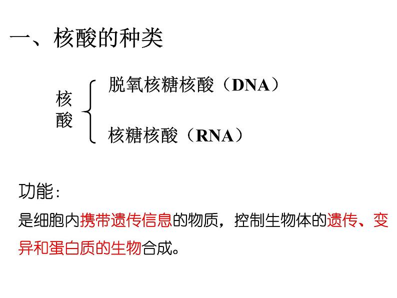 2024届高三生物第复习：核酸 课件02