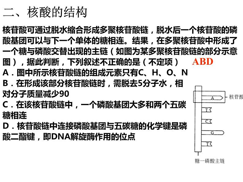 2024届高三生物第复习：核酸 课件03