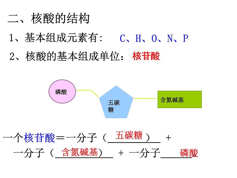 2024届高三生物第复习：核酸 课件04