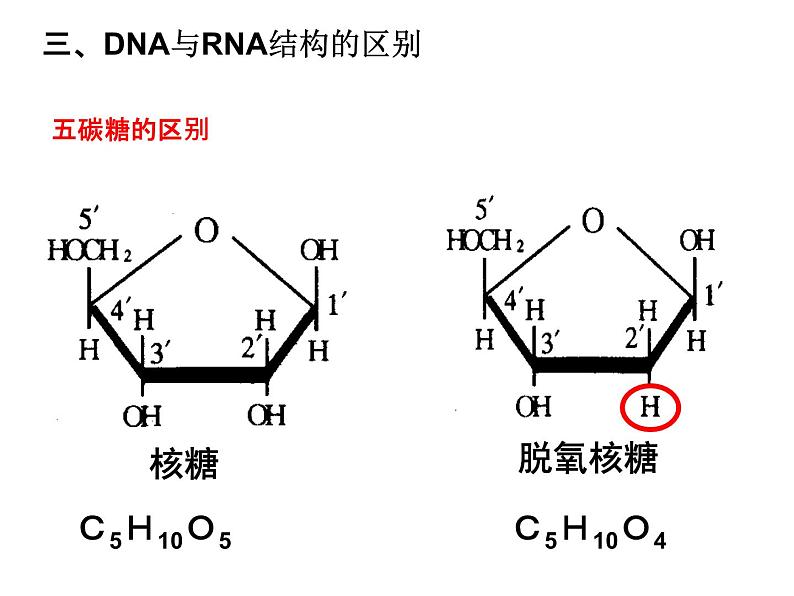 2024届高三生物第复习：核酸 课件05