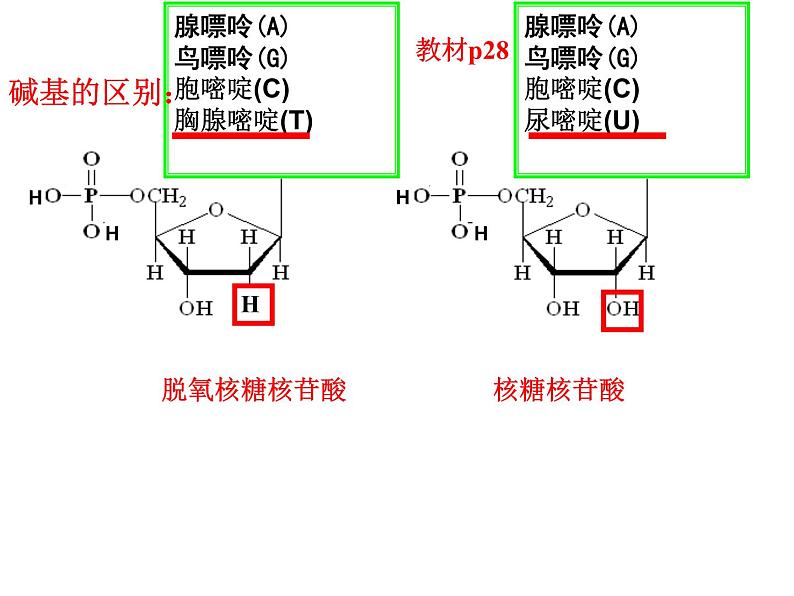 2024届高三生物第复习：核酸 课件06