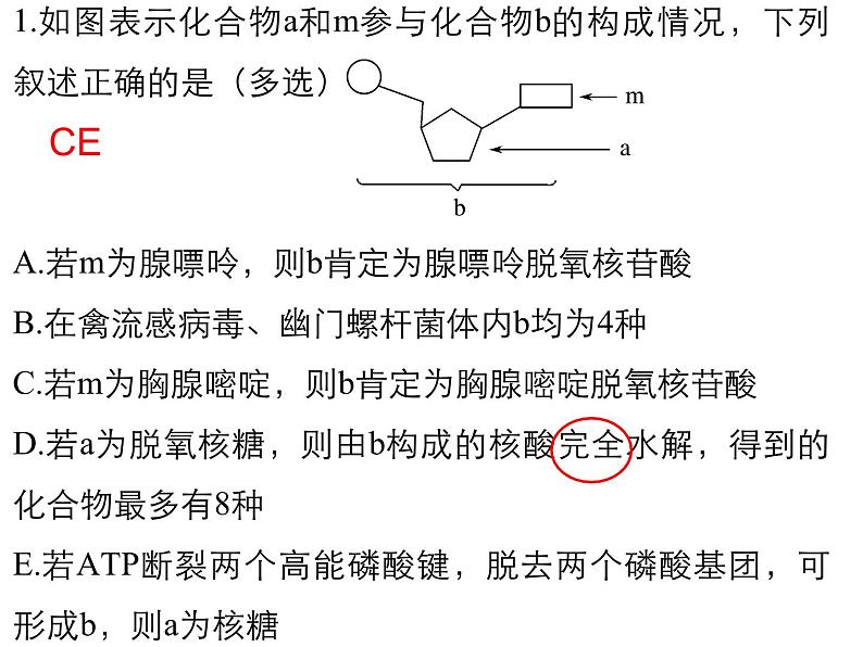 2024届高三生物第复习：核酸 课件07