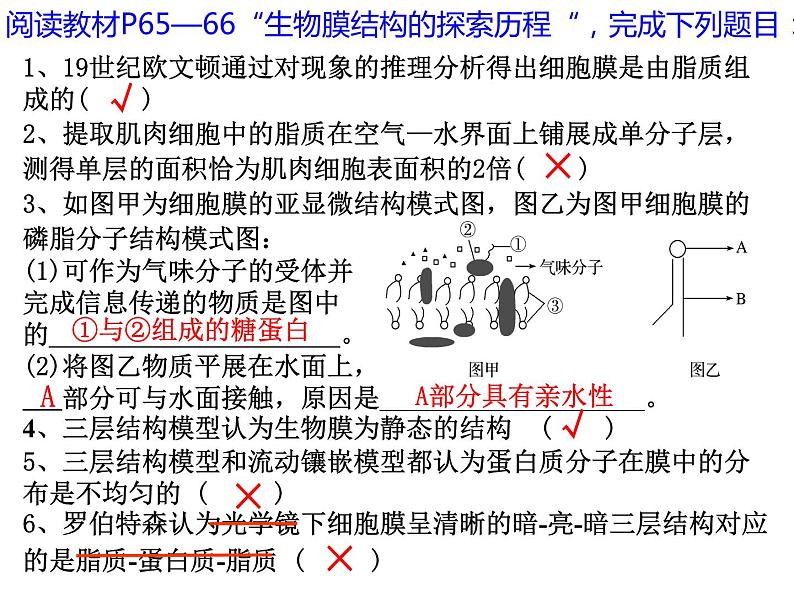 2024届高三生物第复习课件：细胞膜和细胞核第3页