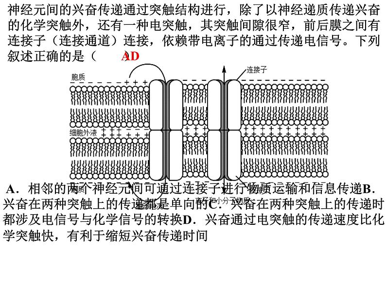 2024届高三生物第复习课件：细胞膜和细胞核第7页