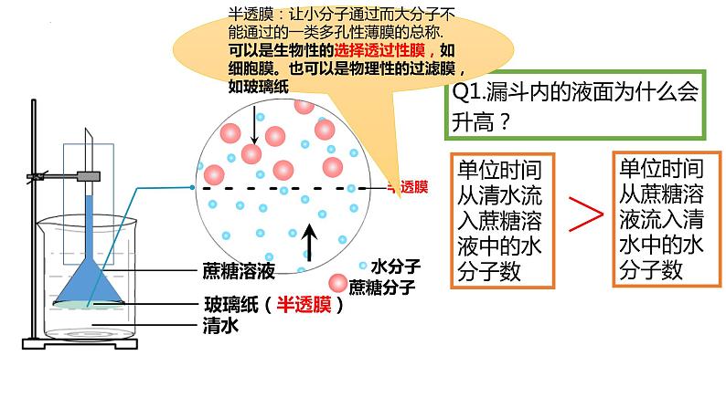 2024届高三生物复习第6讲　细胞的物质输入和输出课件PPT第3页