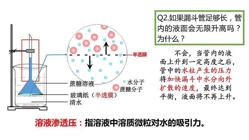 2024届高三生物复习第6讲　细胞的物质输入和输出课件PPT第4页