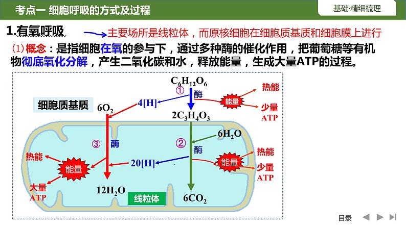 2024届高三生物复习第8讲　细胞呼吸的原理和应用课件PPT第4页