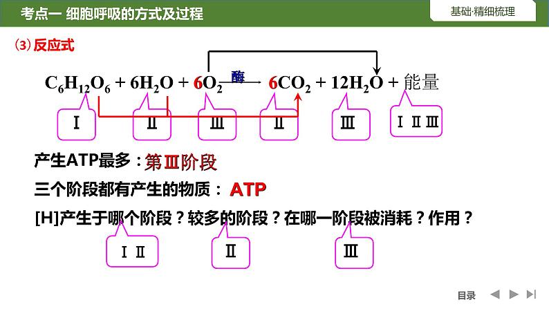 2024届高三生物复习第8讲　细胞呼吸的原理和应用课件PPT第6页