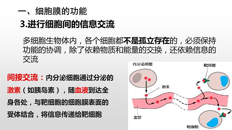 2024届高三生物复习课件 细胞膜的结构和功能08