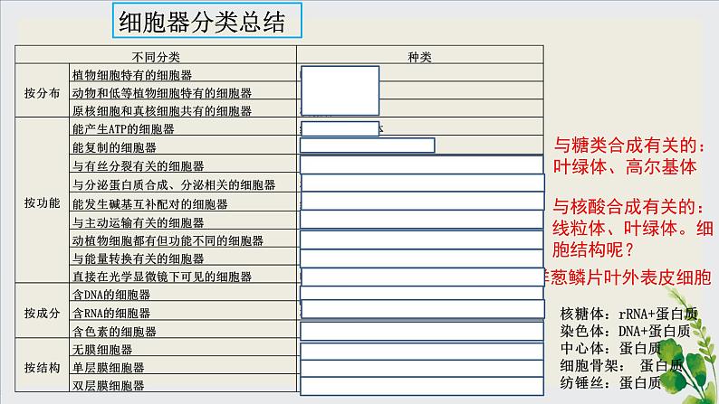 2024届高三生物复习课件3.2 细胞器之间的分工合作第5页