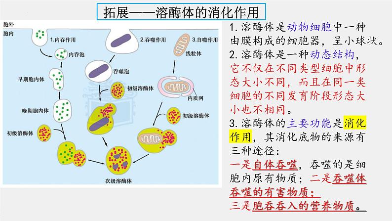 2024届高三生物复习课件3.2 细胞器之间的分工合作第6页