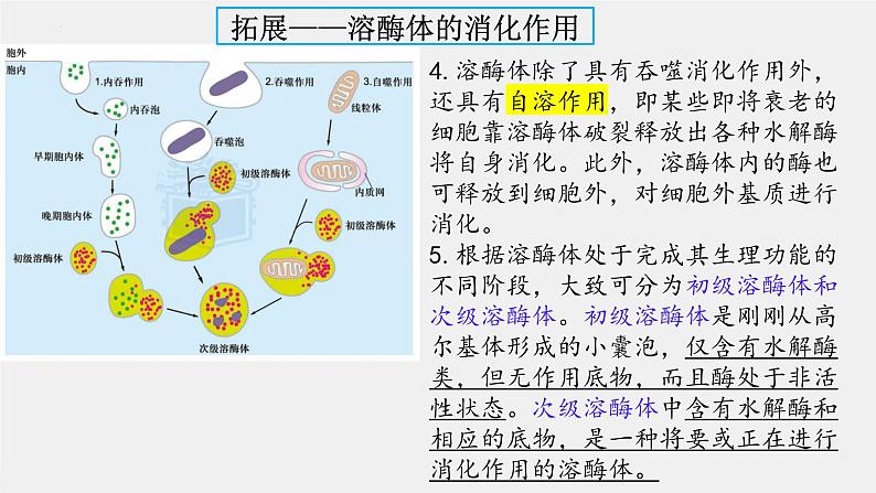 2024届高三生物复习课件3.2 细胞器之间的分工合作第7页