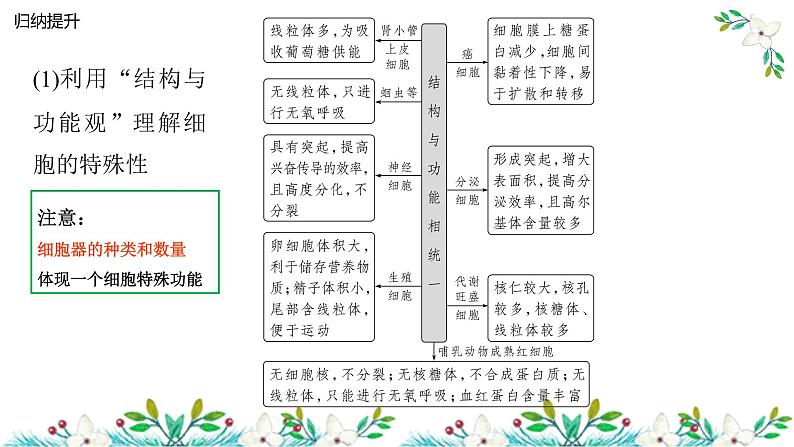 2024届高三生物复习课件3.2 细胞器之间的分工合作第8页