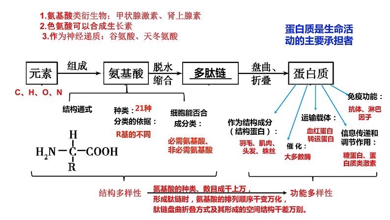 2024届高三生物复习课件蛋白质是生命活动的主要承担者第5页