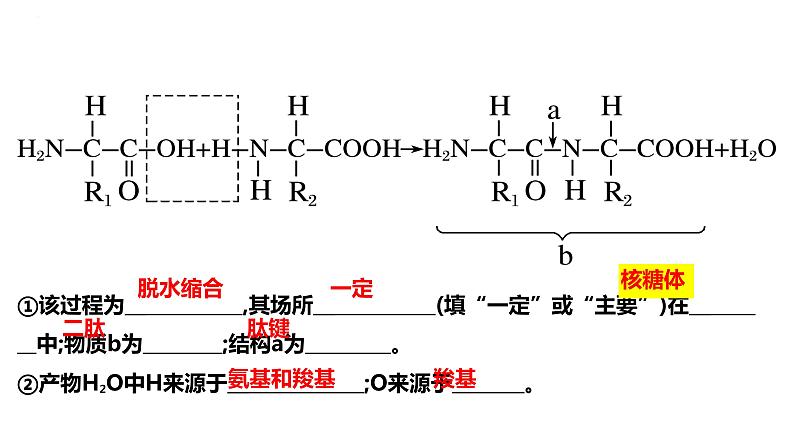 2024届高三生物复习课件蛋白质是生命活动的主要承担者第6页