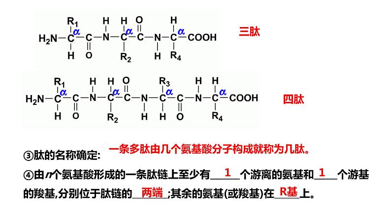 2024届高三生物复习课件蛋白质是生命活动的主要承担者第7页