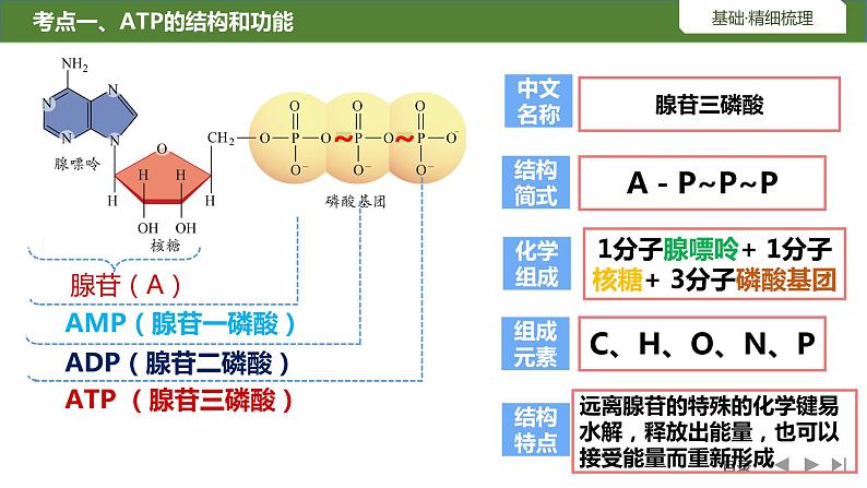 2024届高三生物复习课件第8讲细胞的能量通货ATP第3页