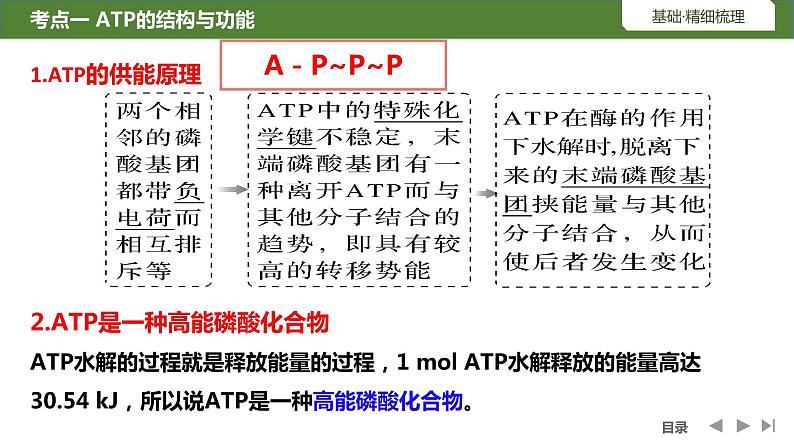 2024届高三生物复习课件第8讲细胞的能量通货ATP第4页