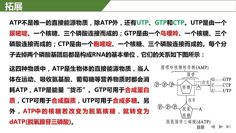 2024届高三生物复习课件第8讲细胞的能量通货ATP第6页