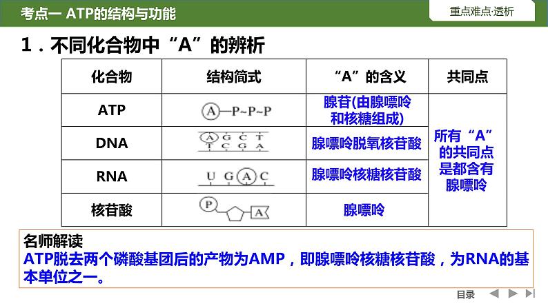 2024届高三生物复习课件第8讲细胞的能量通货ATP第7页