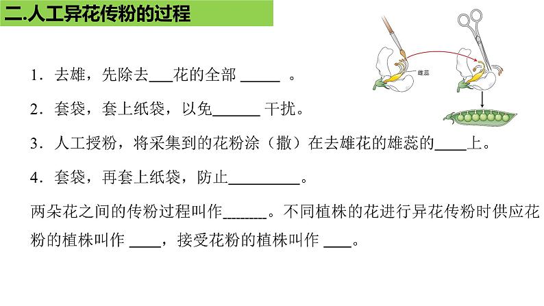 2023届复习：遗传因子的发现知识点填空课件PPT第4页