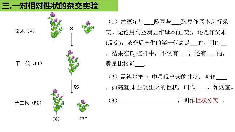 2023届复习：遗传因子的发现知识点填空课件PPT第5页